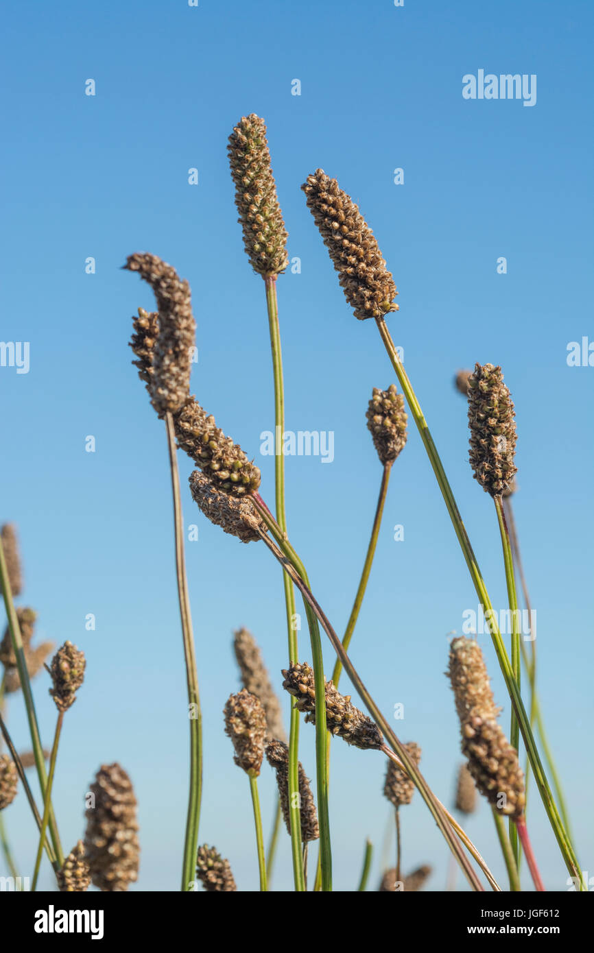 Seeds heads od Ribwort Plantain / Plantago lanceolata set against a summer blue sky. Stock Photo