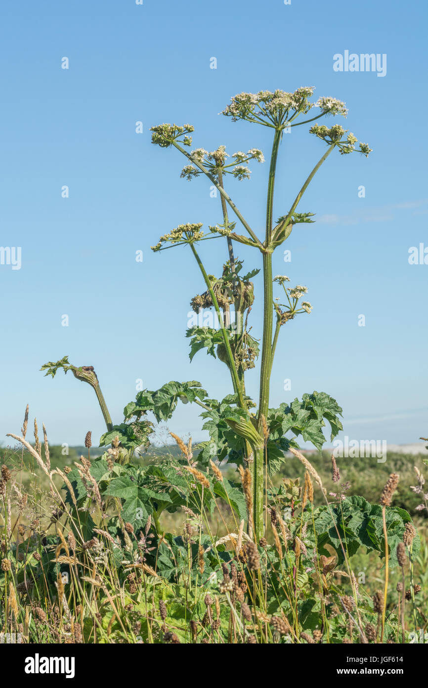 Hogweed / Cow Parsnip / Heracleum sphondylium plant in flower set against a blue summer sky. Cow parsley family. Stock Photo