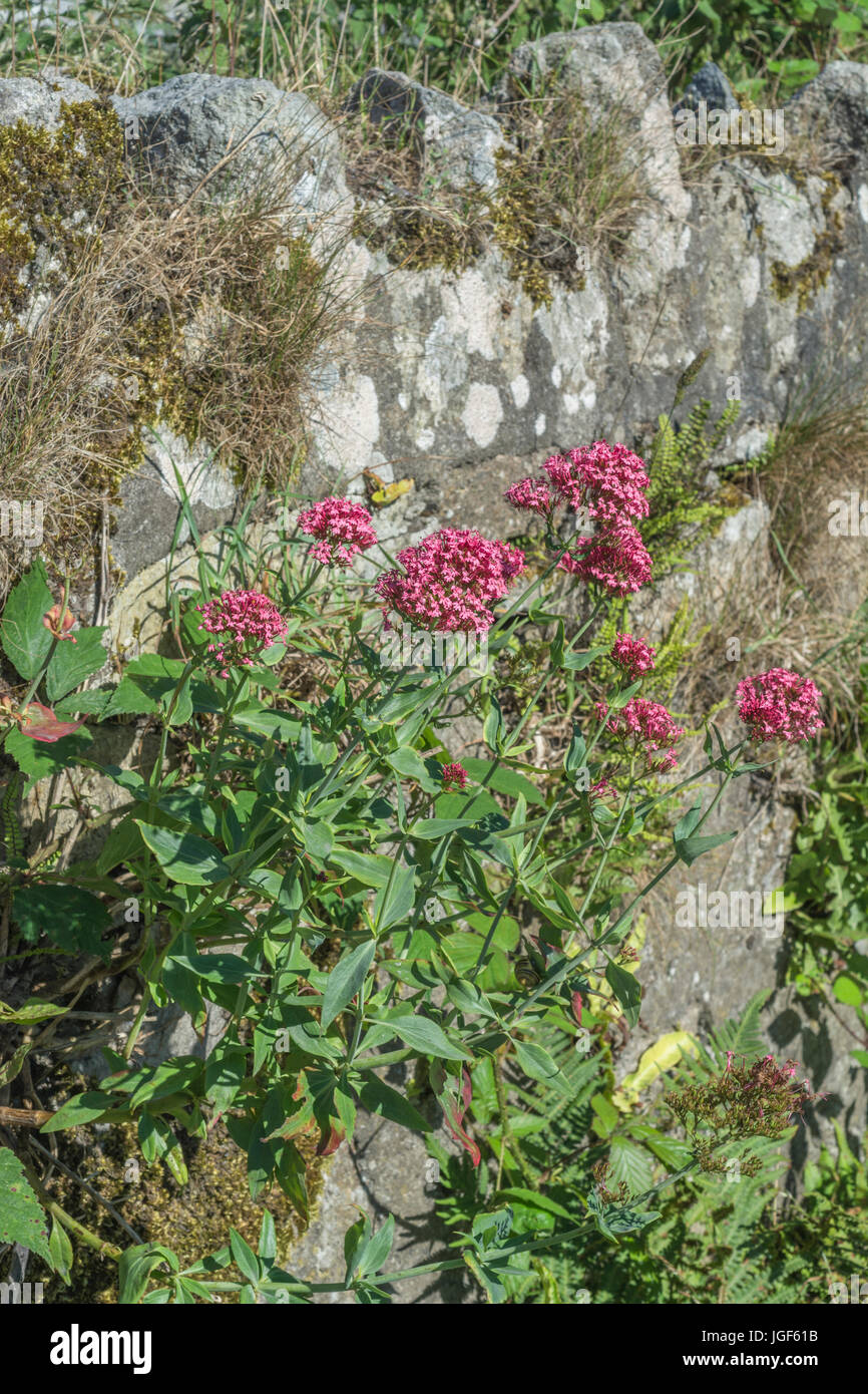 Mass of lilacpink flowers of Red Valerian / Centranthus ruber also