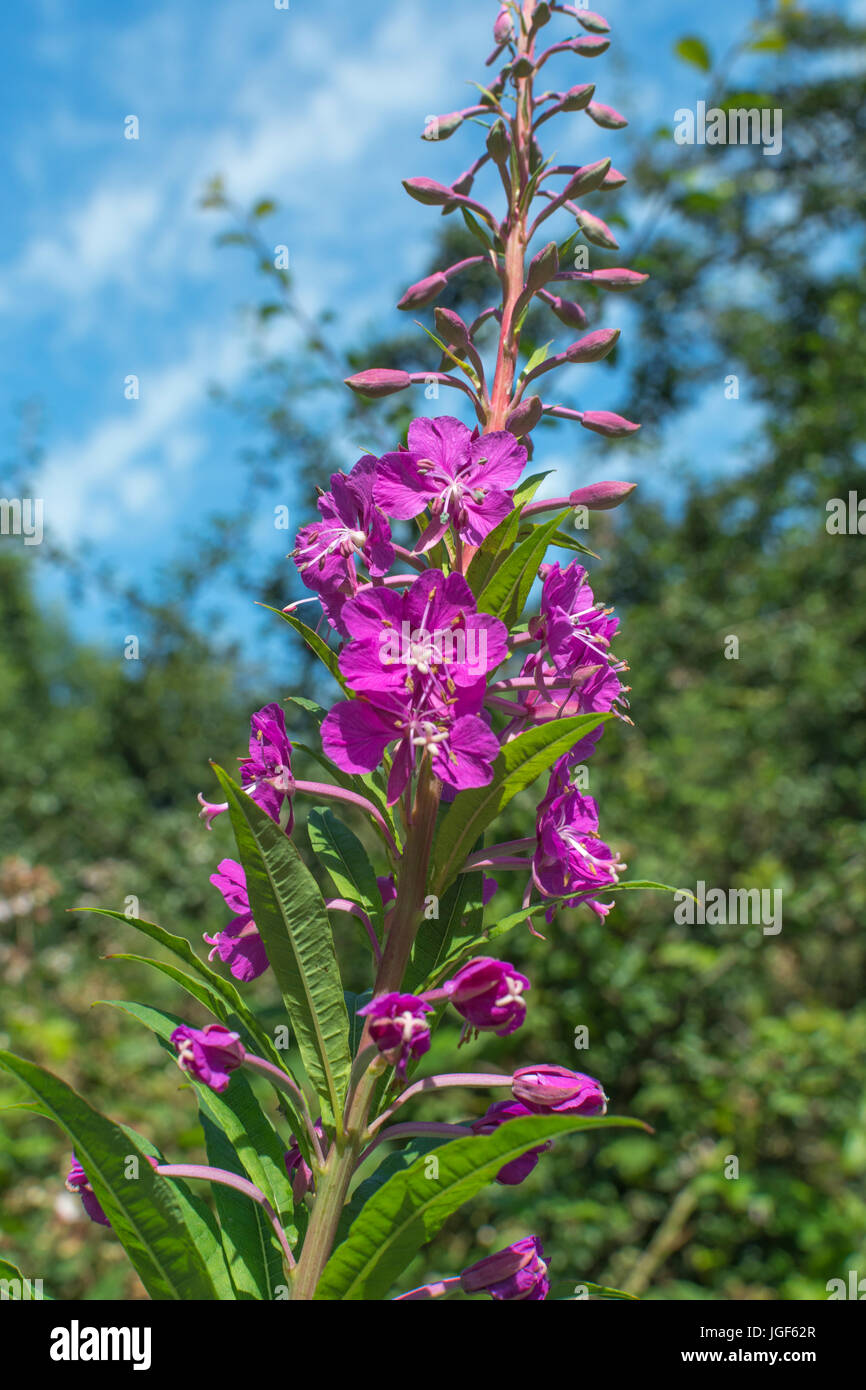 Pink flowers of Rosebay Willowherb / Epilobium angustifolium a common summertime weed. Young leaves may be eaten cooked. Stock Photo