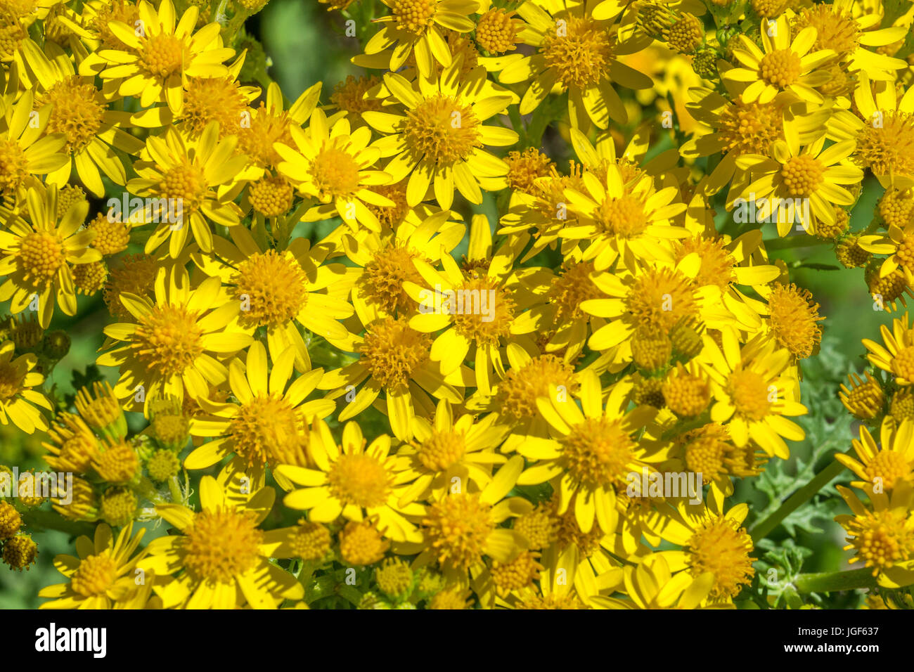 Mass of yellow flowers of Ragwort / Senecio jacobaea = Jacobaea vulgaris - a noxious and troublesome weed for landowners, and also horse owners Stock Photo