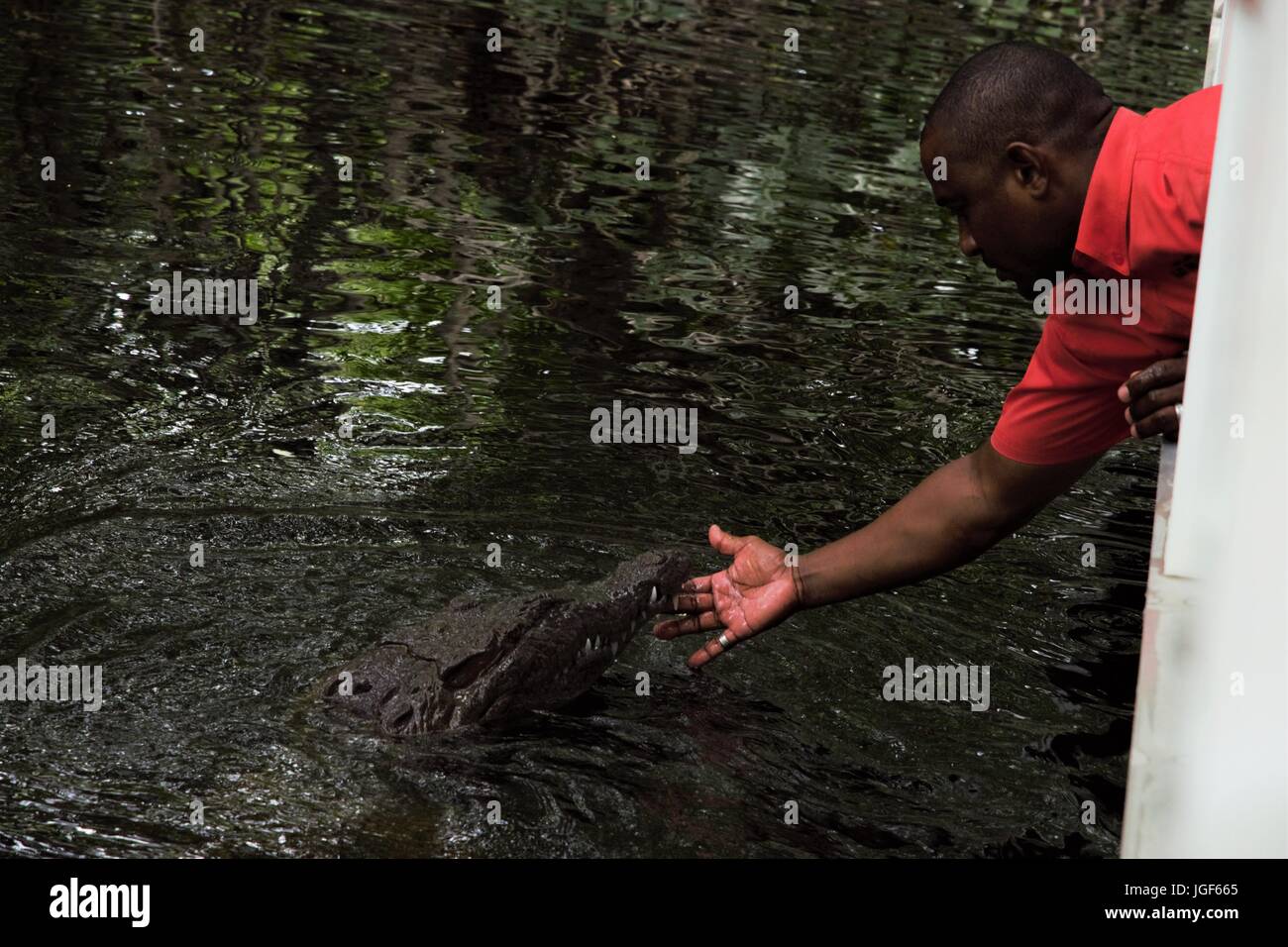Man handfeeds very docile wild crocodile in Jamaica Stock Photo