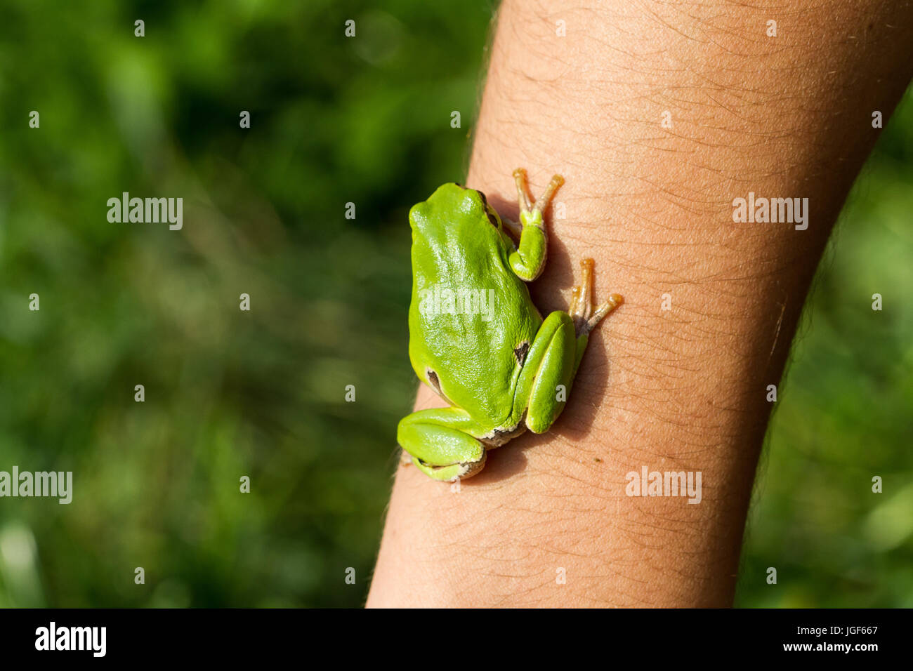 Frog on human hand hi-res stock photography and images - Alamy
