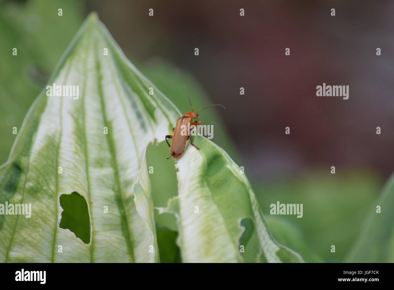 Beetle on a hosta leaf Stock Photo Alamy