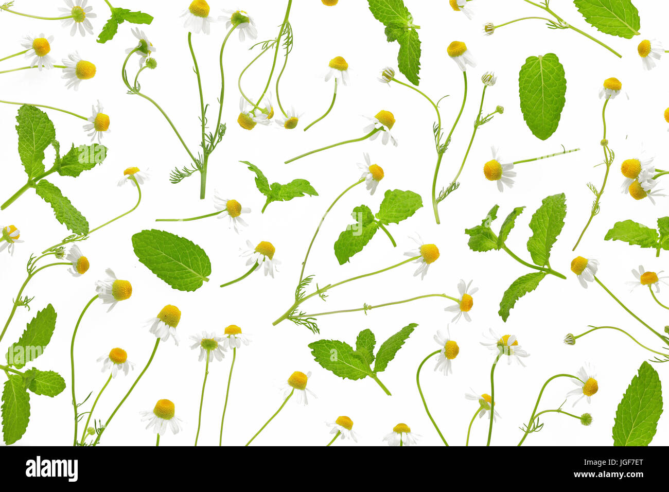 mint with chamomile on white background Stock Photo