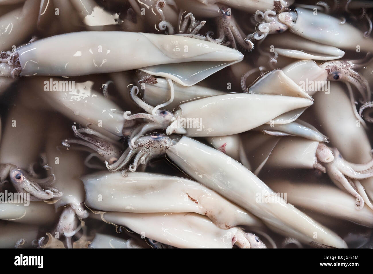 Fresh squids at the fish market of Villa Maria del Triunfo in Lima, Peru, the largest and most diverse of its kind in Latin America. Stock Photo
