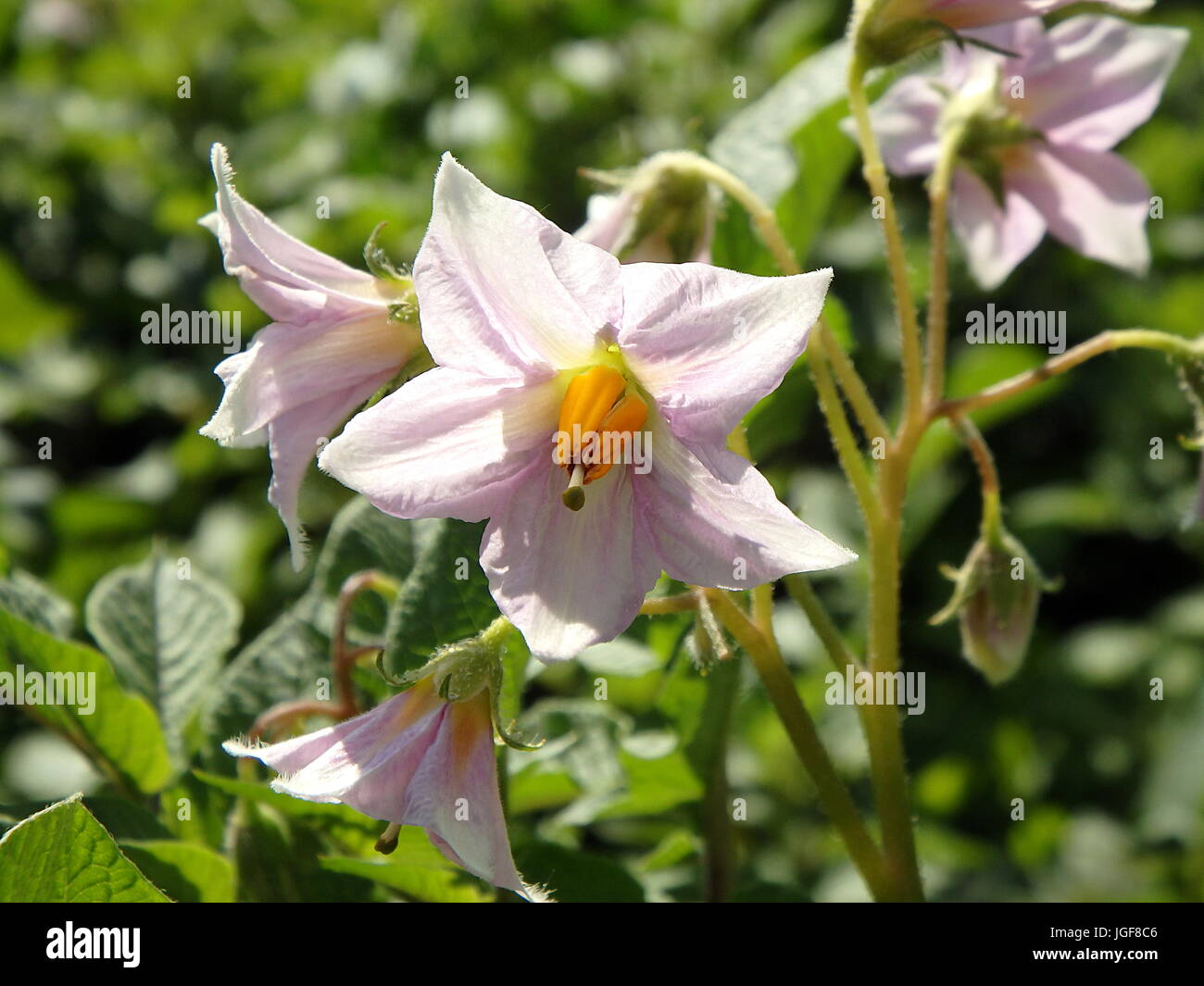 Potato flower on green background Stock Photo Alamy