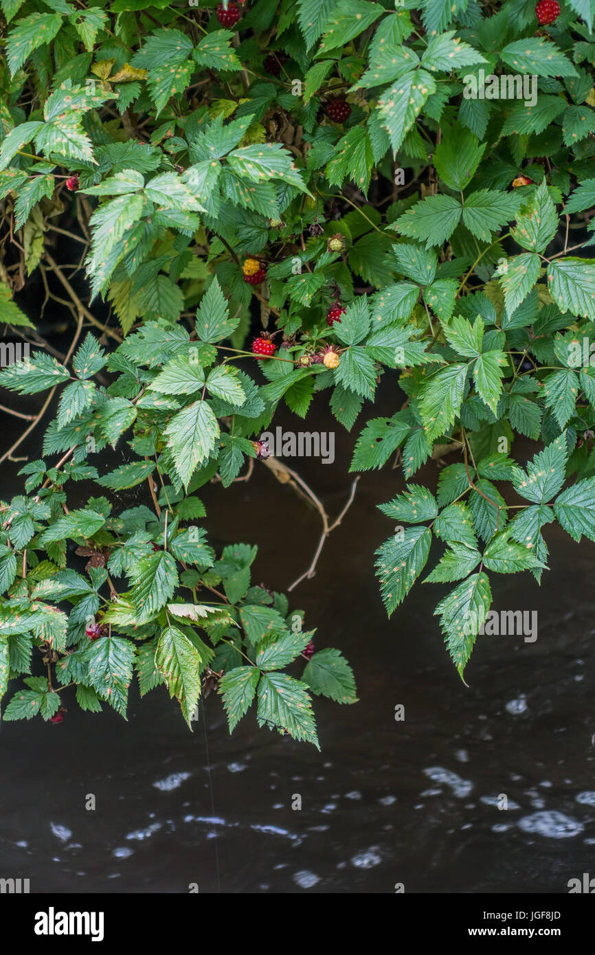 Salmonberry Leaf