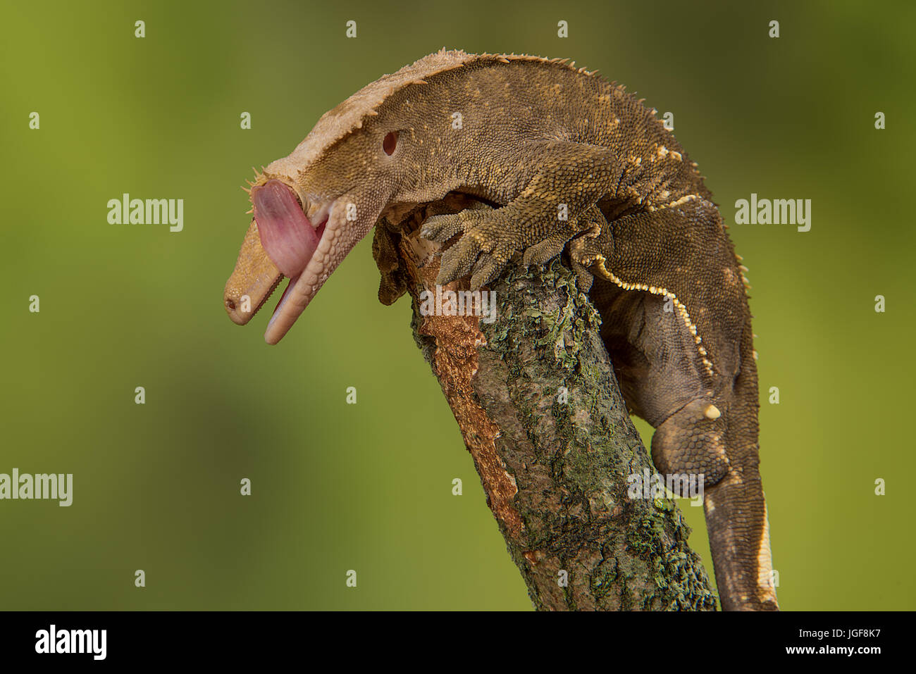 Most geckos unable to blink, this photograph shows one perced on the top of a branch licking its eye to clean it and keep it moist Stock Photo