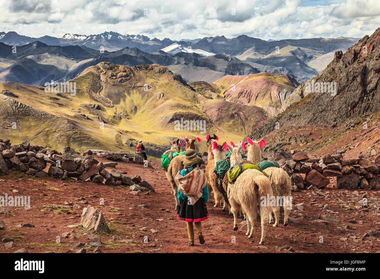 Lamas carrying trekking gear at the footsteps of the Ausangate in the Andes Region of Peru. Ausangate  is a mountain of the Cordillera Vilcanota range Stock Photo