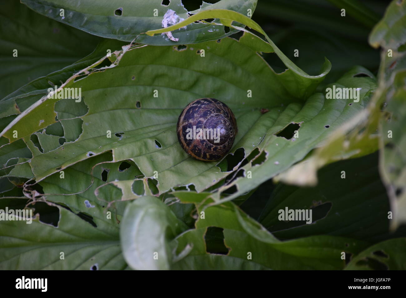 Snail and hosta Stock Photo Alamy