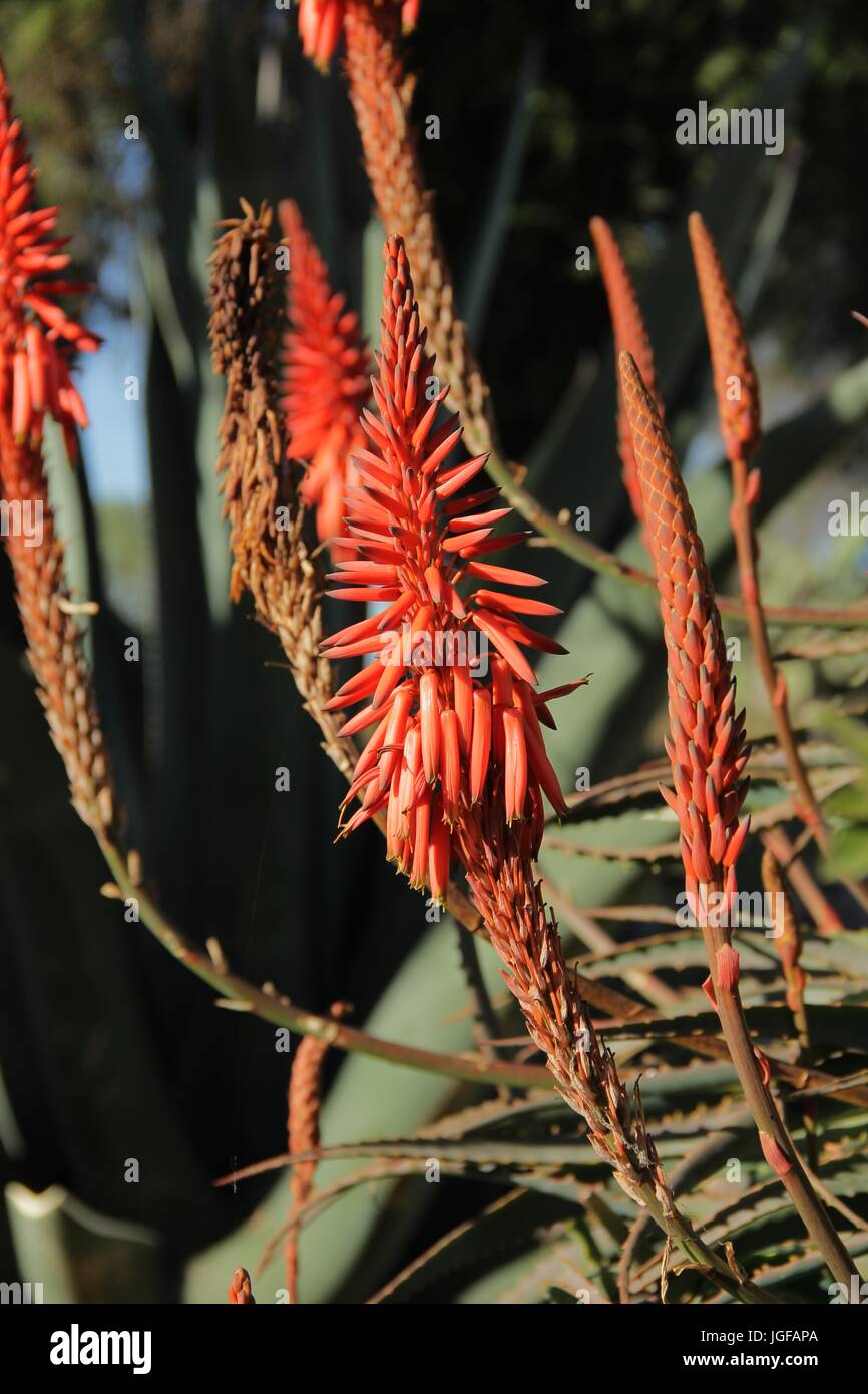 Aloe flower blooming. Aloe Perfoliata. Stock Photo