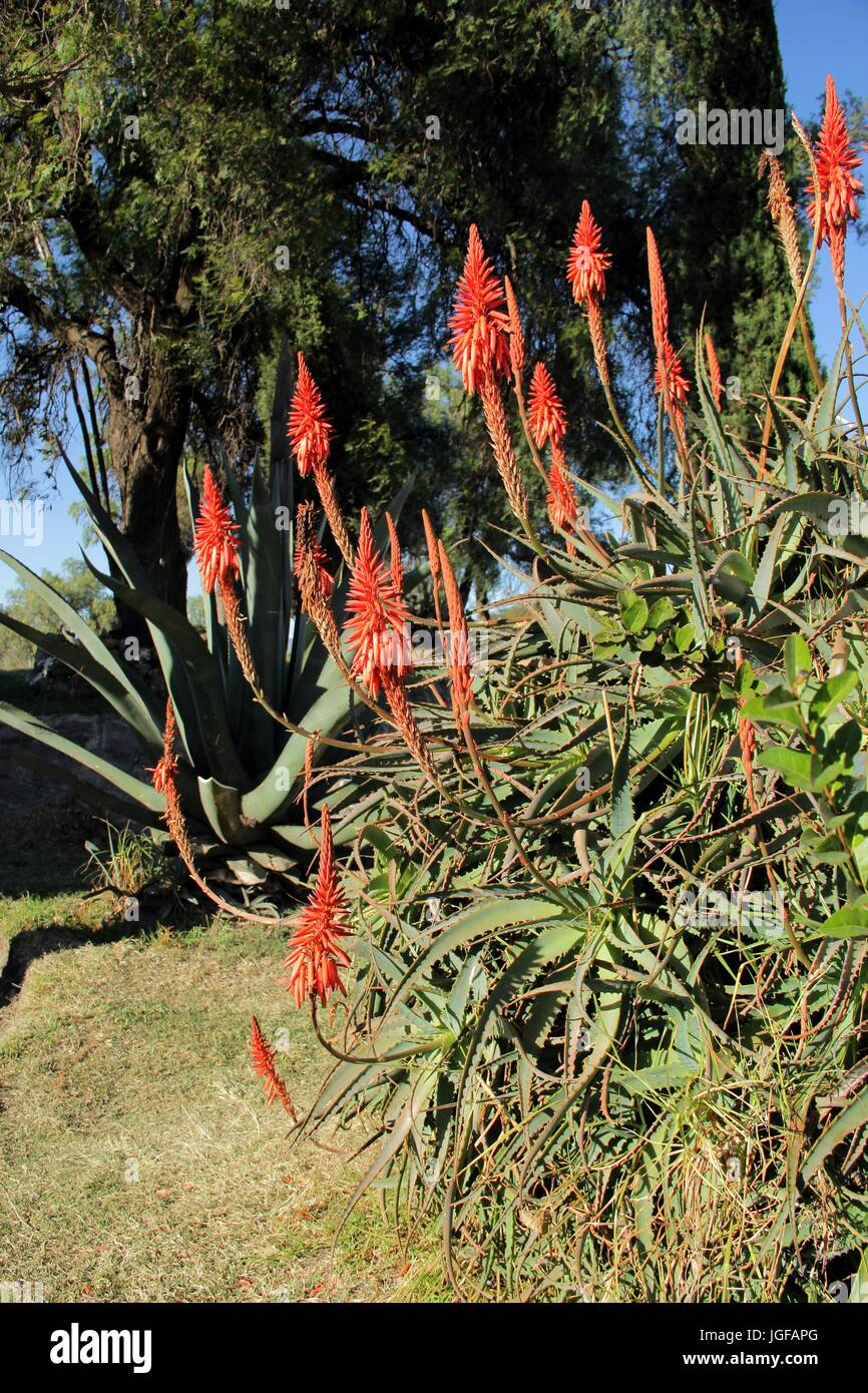 Aloe flower blooming.(Aloe Perfoliata). Stock Photo