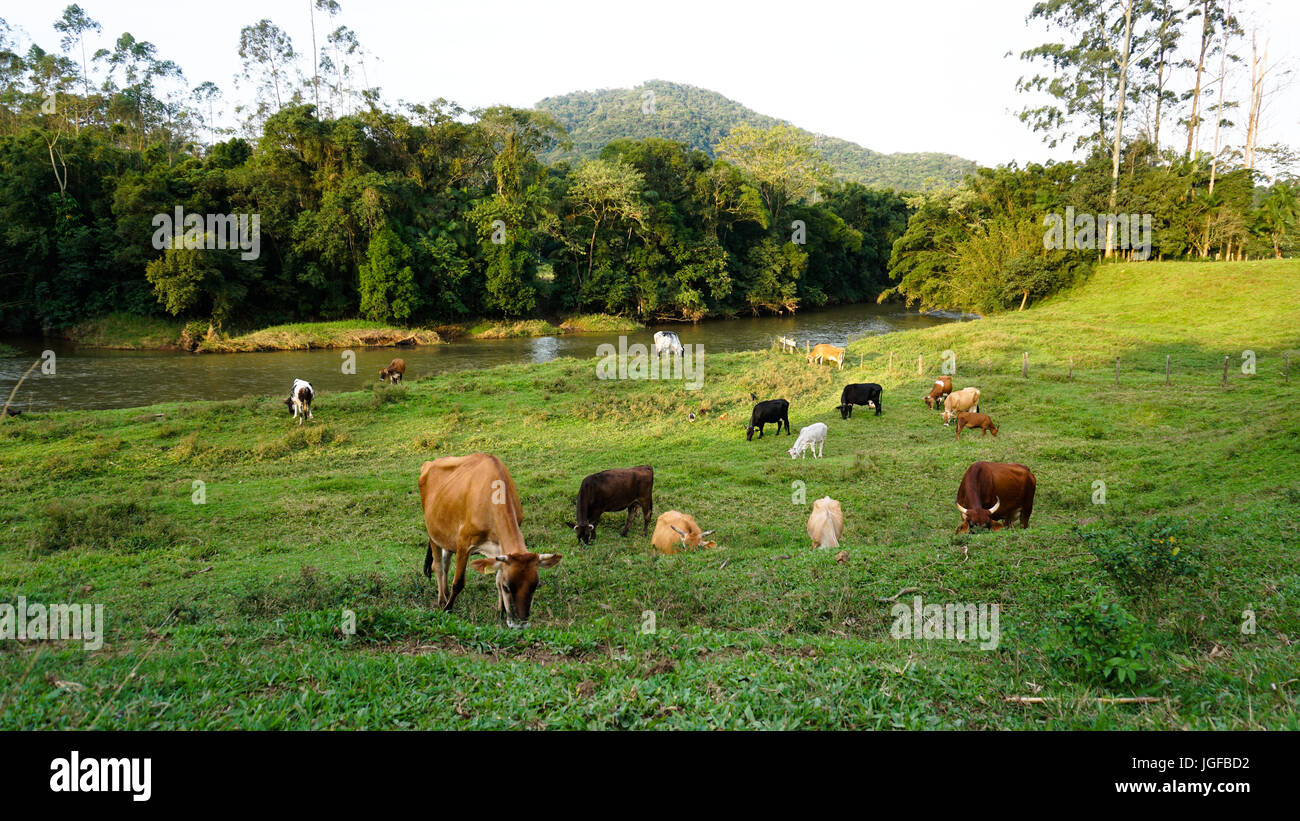Cows in the pasture Stock Photo - Alamy