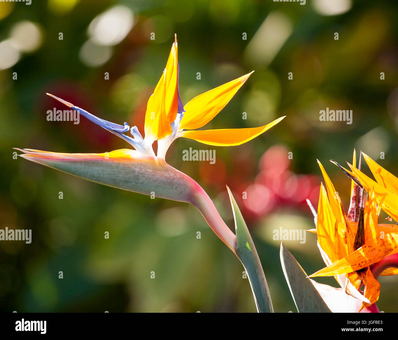 Beautiful Hawaiian Bird of Paradise Flower Stock Photo Alamy
