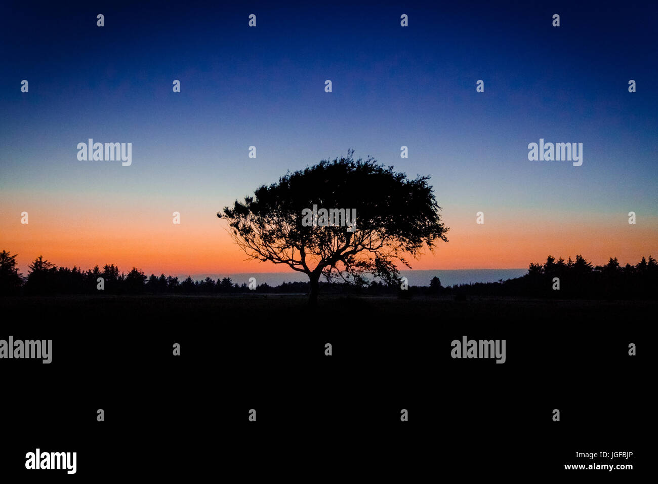 Shadow Form Tree Shadow forms hi-res stock photography and images - Alamy
