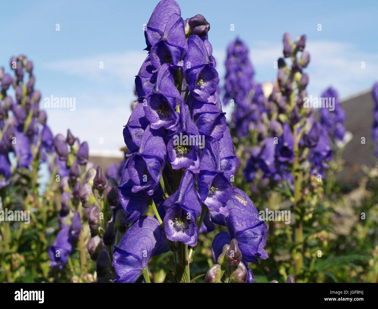Tall plant stands hi-res stock photography and images - Alamy