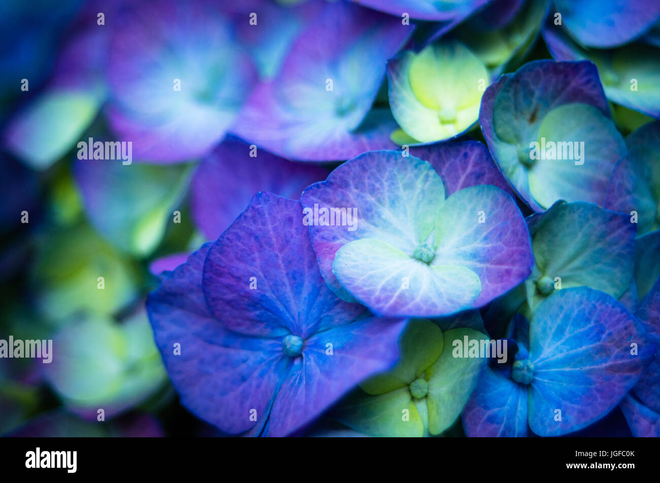 Purple, green, and blue hydrangea blossom Stock Photo