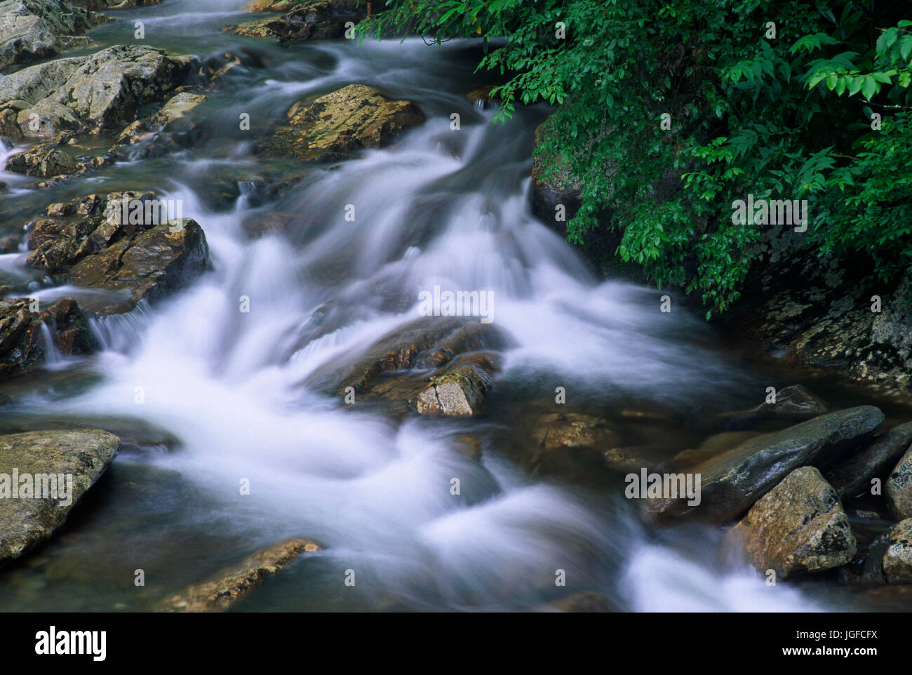 North Prong Little Pigeon River, Great Smoky Mountains National Park, Tennessee Stock Photo
