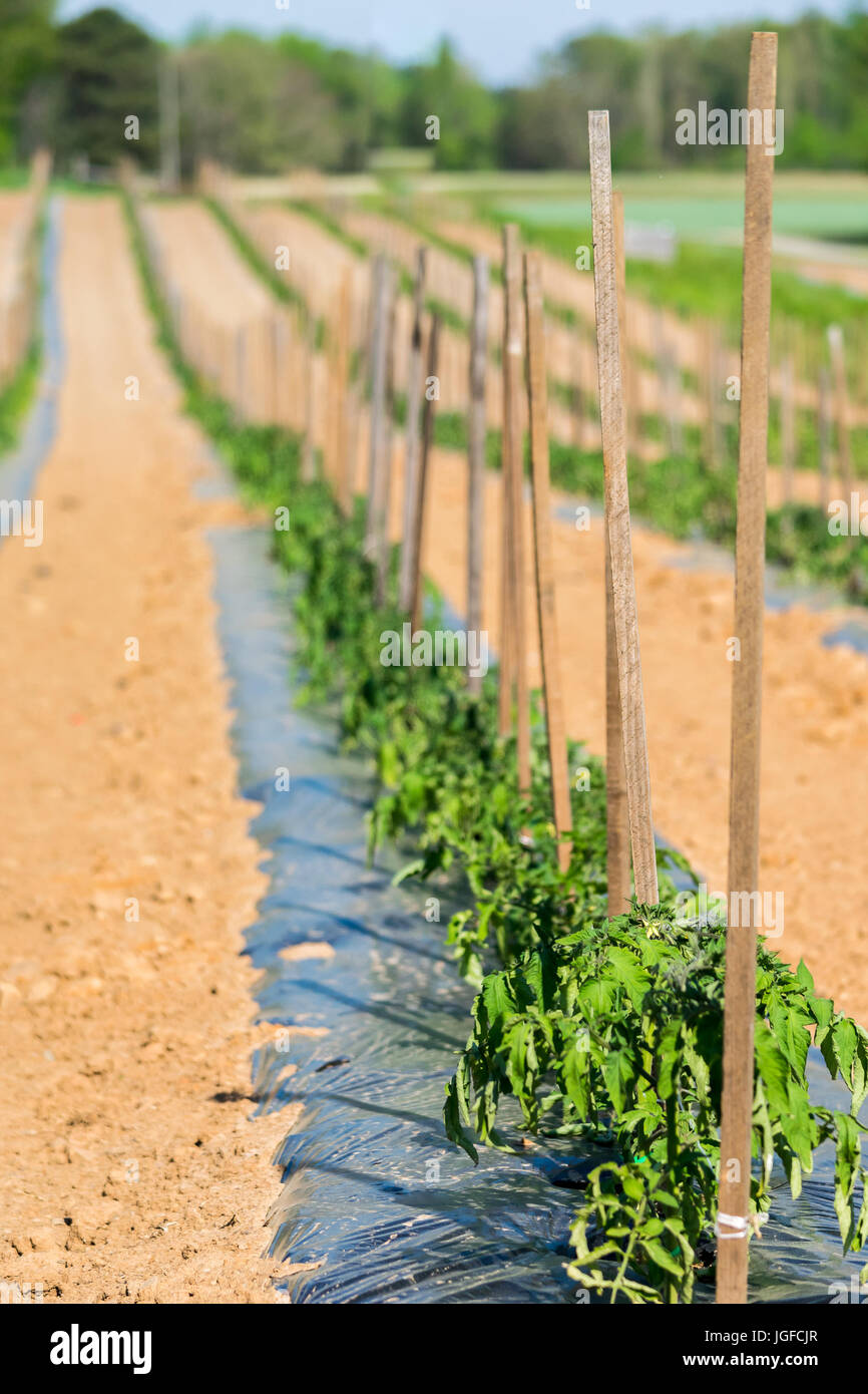 Row of young, staked tomato plants in a field during the summer sun Stock Photo