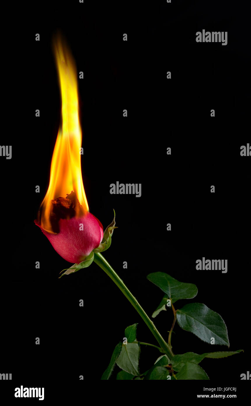 Fire rose hires stock photography and images Alamy