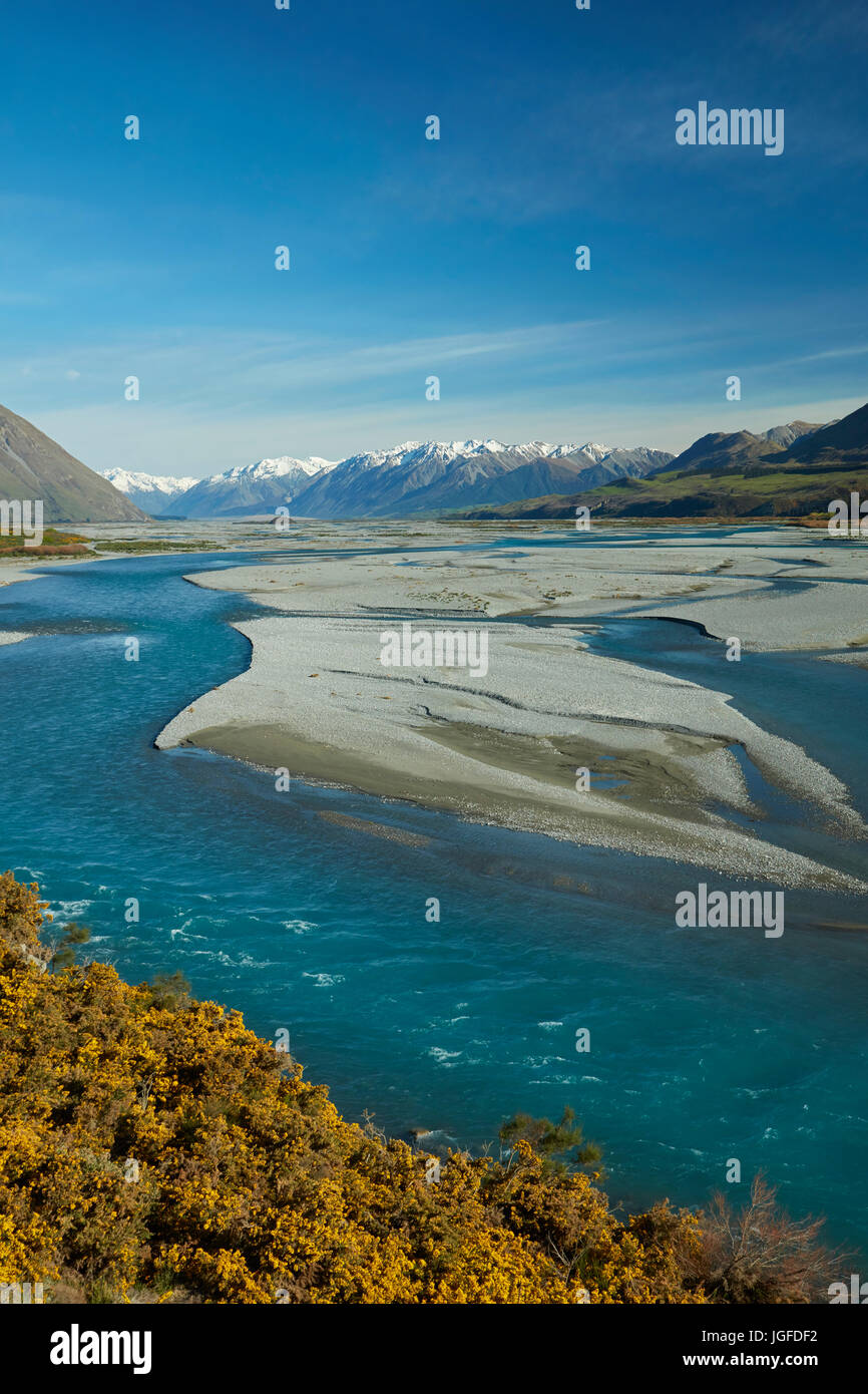 Braided streams of the Rakaia River, and gorse in flower, Mid Canterbury, South Island, New Zealand Stock Photo