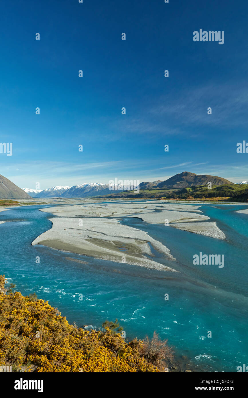 Braided streams of the Rakaia River, and gorse in flower, Mid Canterbury, South Island, New Zealand Stock Photo
