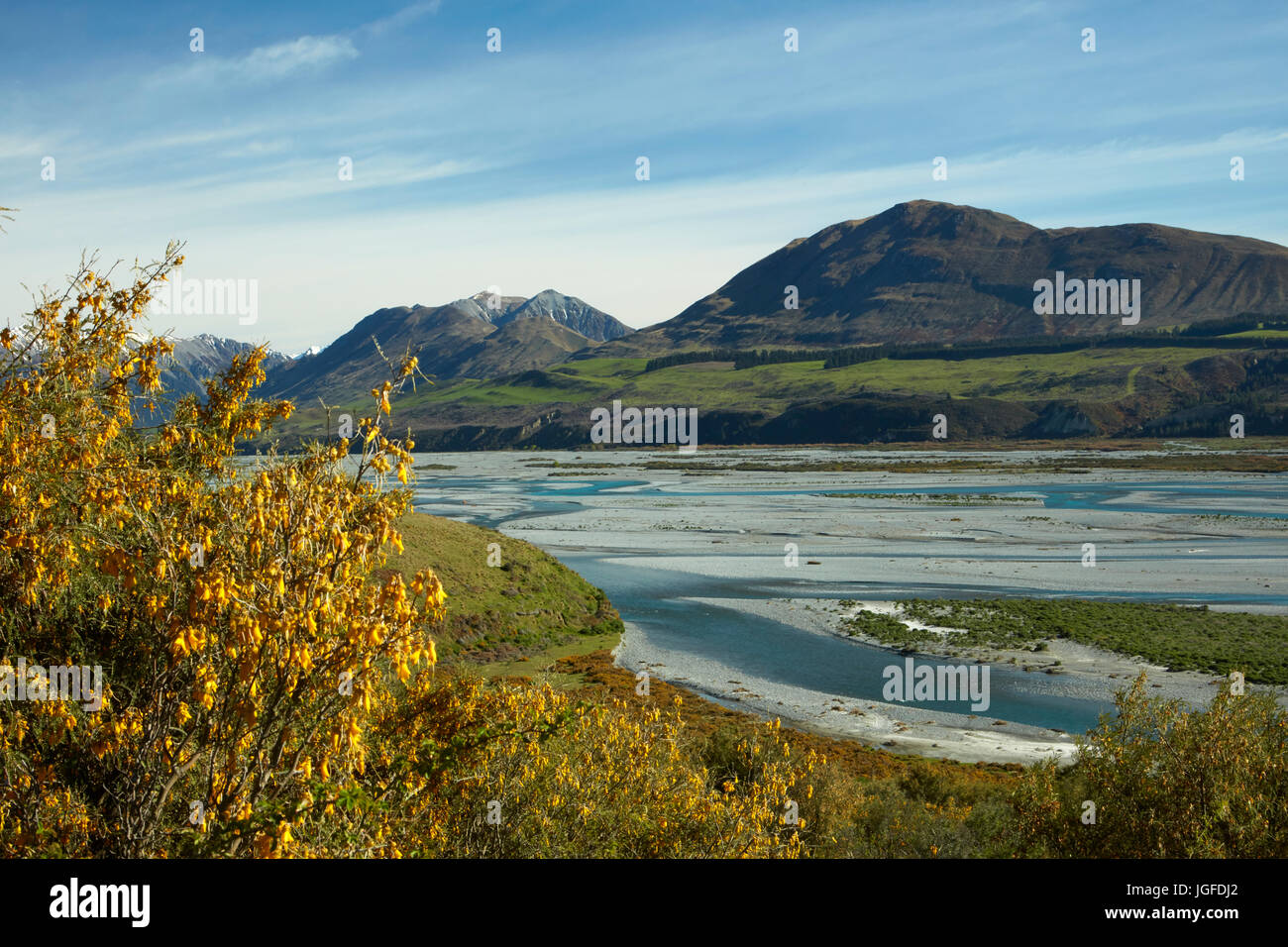 Braided streams of the Rakaia River, and kowhai in flower, Mid Canterbury, South Island, New Zealand Stock Photo
