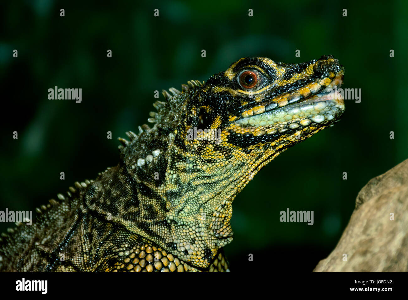 Philippine sail fin dragon hi-res stock photography and images - Alamy