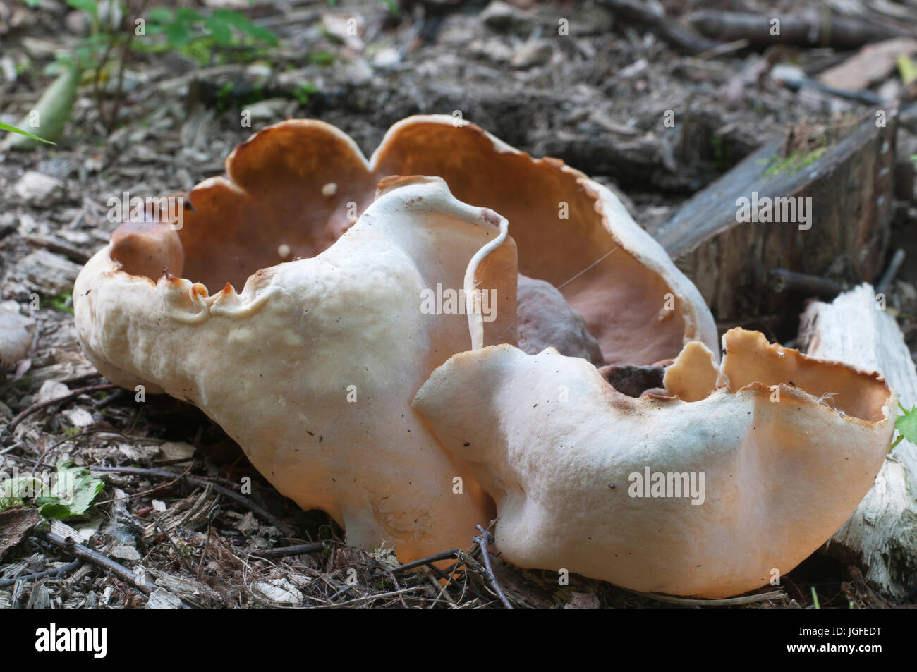 Peziza repanda ascomycete fungus, close up shot, local focus Stock Photo