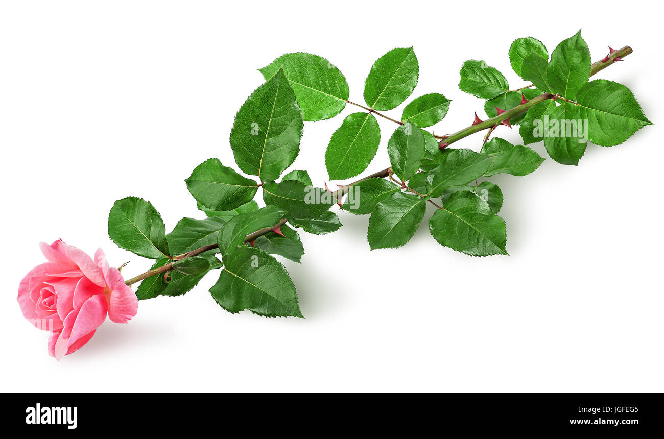 Pink rose flower lying Stock Photo