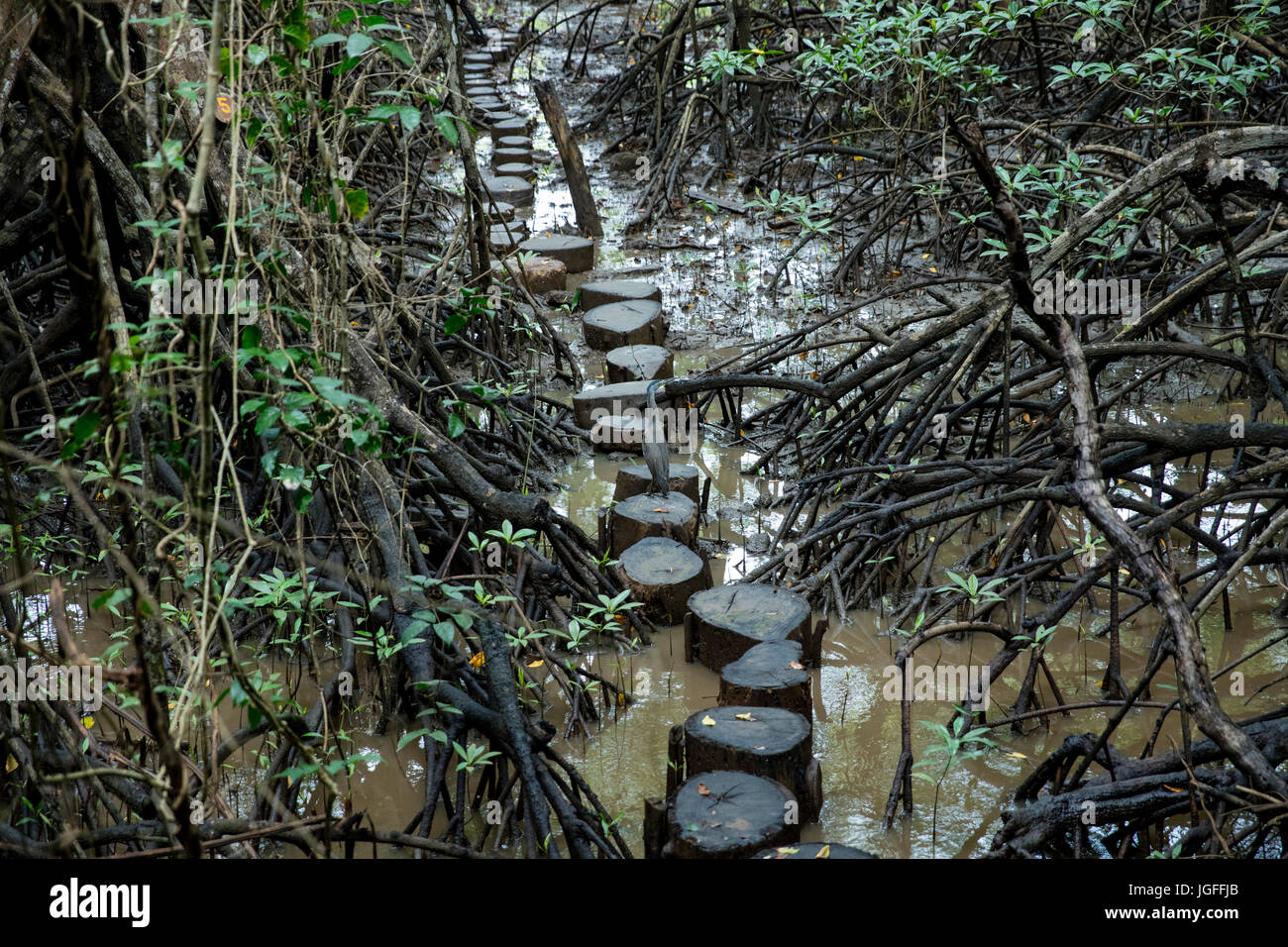 Tree stump path in mangrove Stock Photo