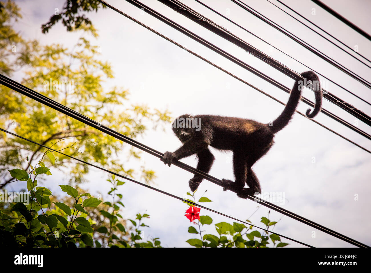 Monkey climbing on wires Stock Photo