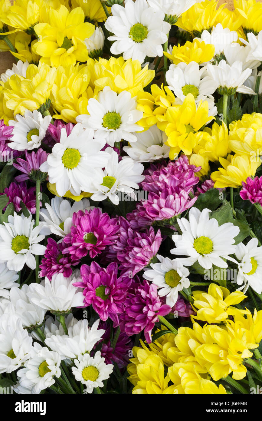 Chrysanthemum flowers arranged as a colorful natural background image as colorful bunch of flowers with beautiful white, yellow and purple blossoms Stock Photo