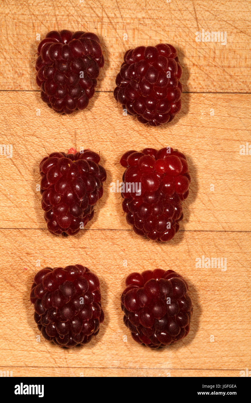 Tummelberry, hybrid berry mixing a blackberry and a raspberry. Rubus. Stock Photo