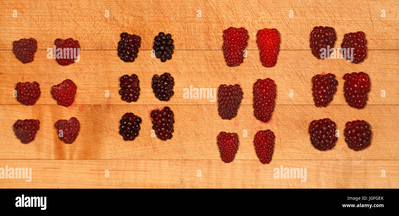 Soft fruit. Left to right, Raspberries, Boysenberries, Tayberries, Tummelberries. Stock Photo