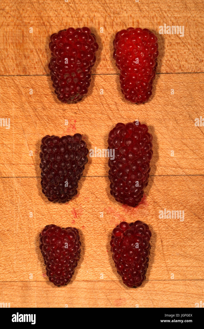 Hybrid berry, berries. Rubus. Tayberry. Mixture of a blackberry and a raspberry. Stock Photo