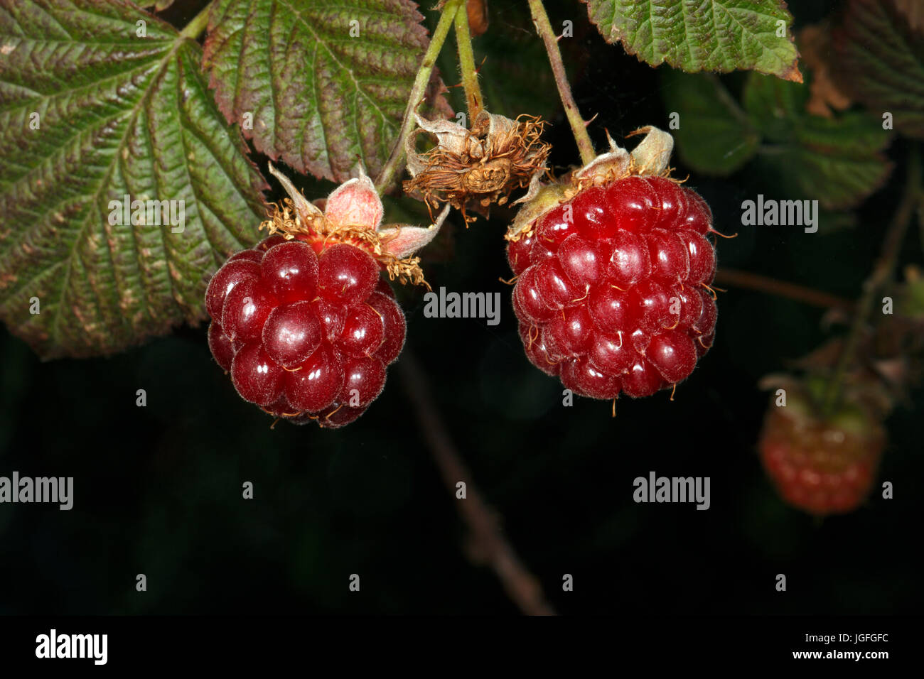 Rubus variety called Tummelberry. Hybrid soft fruit fruiting on last