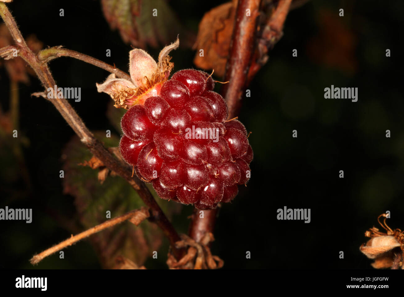 Rubus variety called Tummelberry. Hybrid soft fruit fruiting on last years stems or runners. Stock Photo