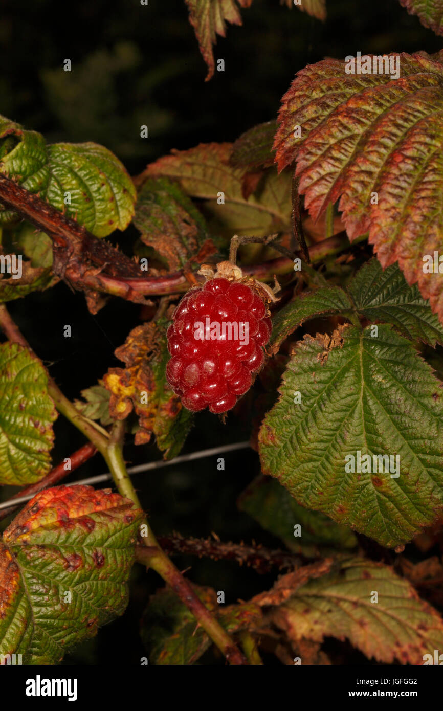 Rubus variety called Tummelberry. Hybrid soft fruit fruiting on last years stems or runners. Stock Photo