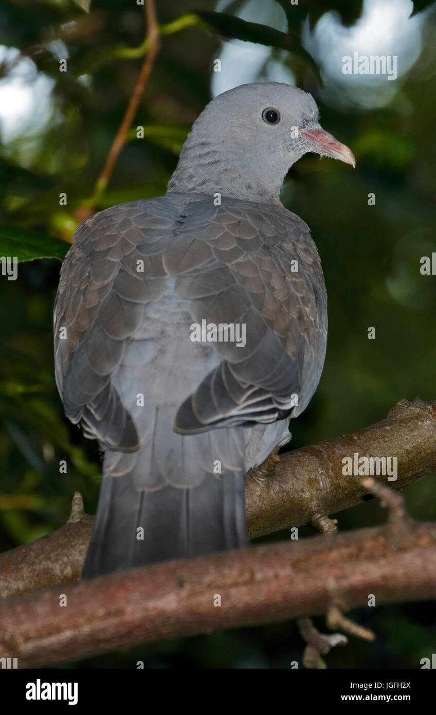 Wood Pigeon (Columba palambus) fledgling Stock Photo