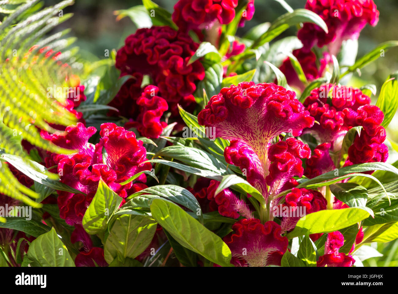 Dark red flowering bearded carnation Sweet William (Dianthus barbatus) Stock Photo