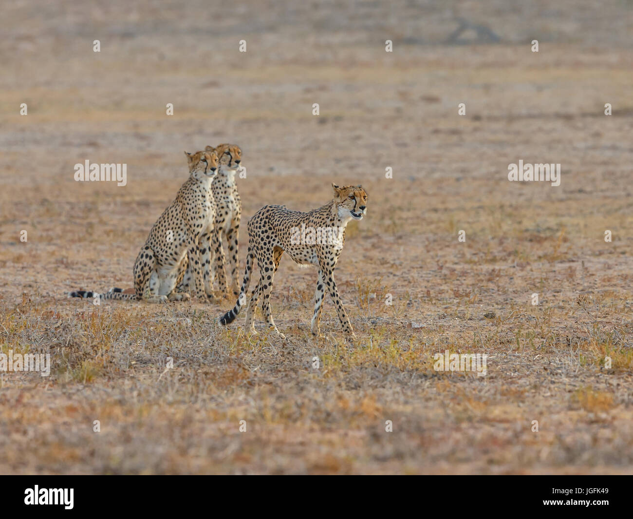 Three adult  cheetah Acinonyx jubatus a coalition that will provide higher success rate in hunting. The fastest land animal. Kgalagadi Park, Stock Photo