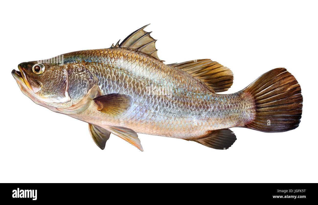 Pretty Barramundi Fish isolated on white background Stock Photo