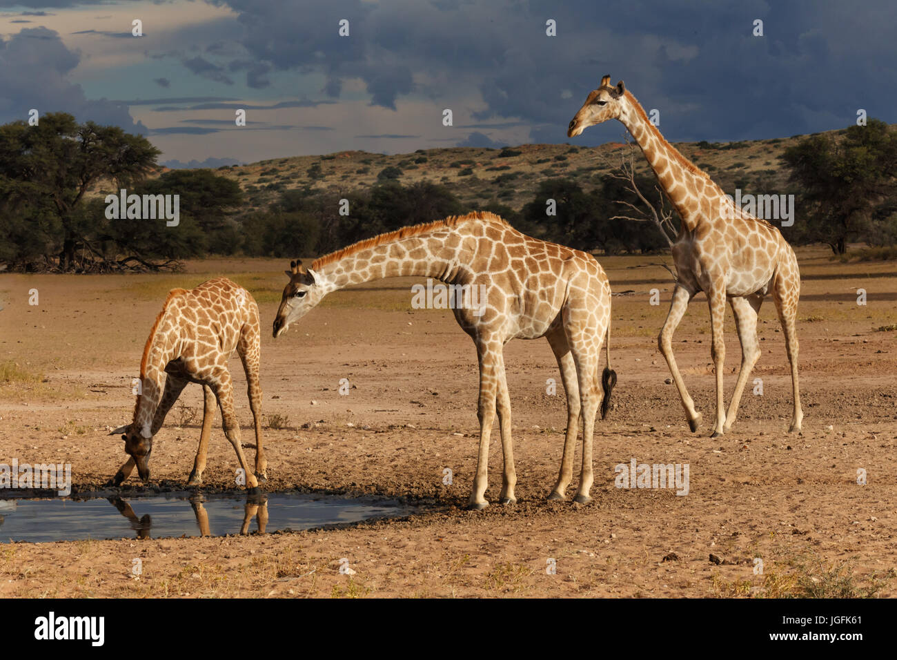 Giraffe ,Giraffa camelopardalis, . A very long neck with long legs with a rich brown patchy coat has to spread its front legs to drink Stock Photo