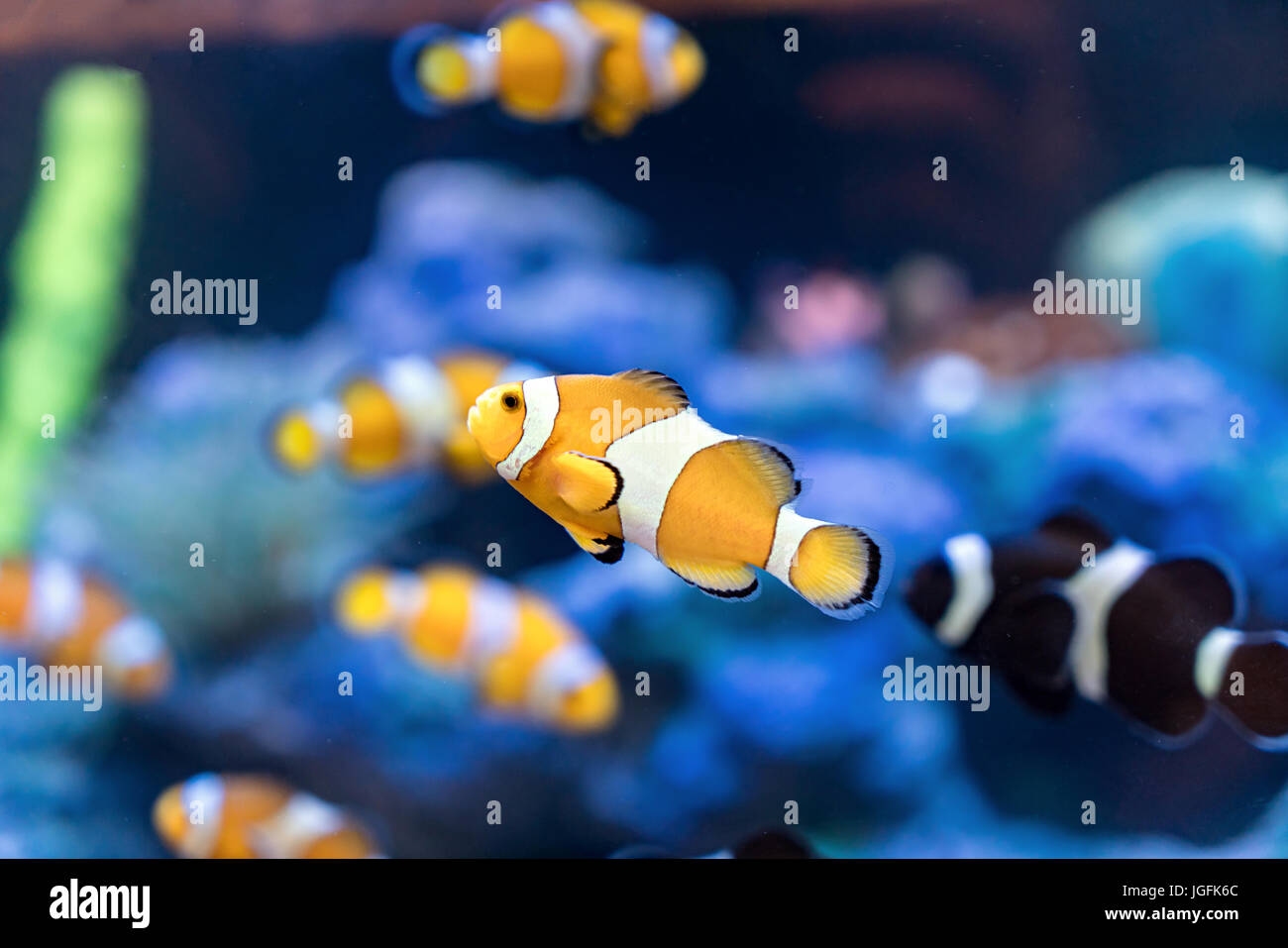 Amphiprion Ocellaris Clownfish In Clownfish swim around their host anemone with blue water behind. Photo of a tropical Fish on a coral reef. Stock Photo