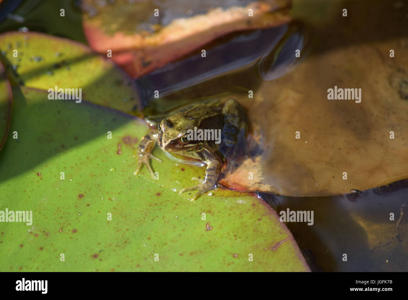 Frog between lily pads Stock Photo - Alamy