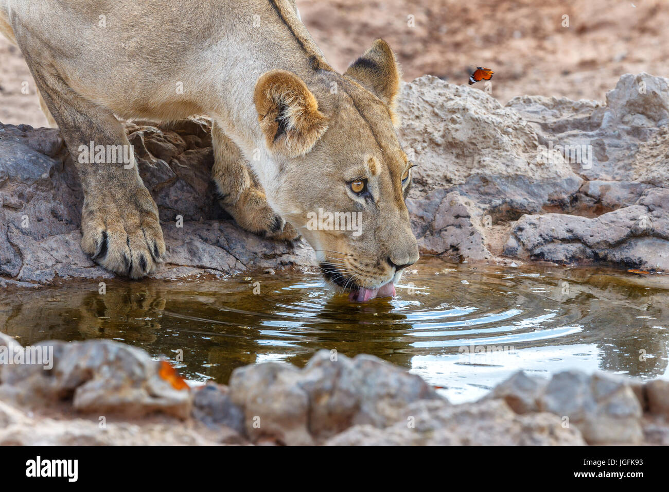 Lion, Panthera leo, lapping water at a waterhole in the Kgalagadi Transfrontier Park always vigilant with a butterfly for company Stock Photo