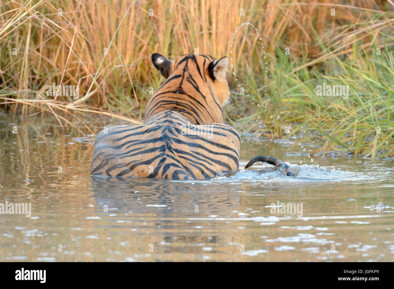 Royal bengal tiger (Panthera tigris tigris) lying down waterhole, seen from behind, Ranthambhore National Park, Rajasthan, India. Stock Photo