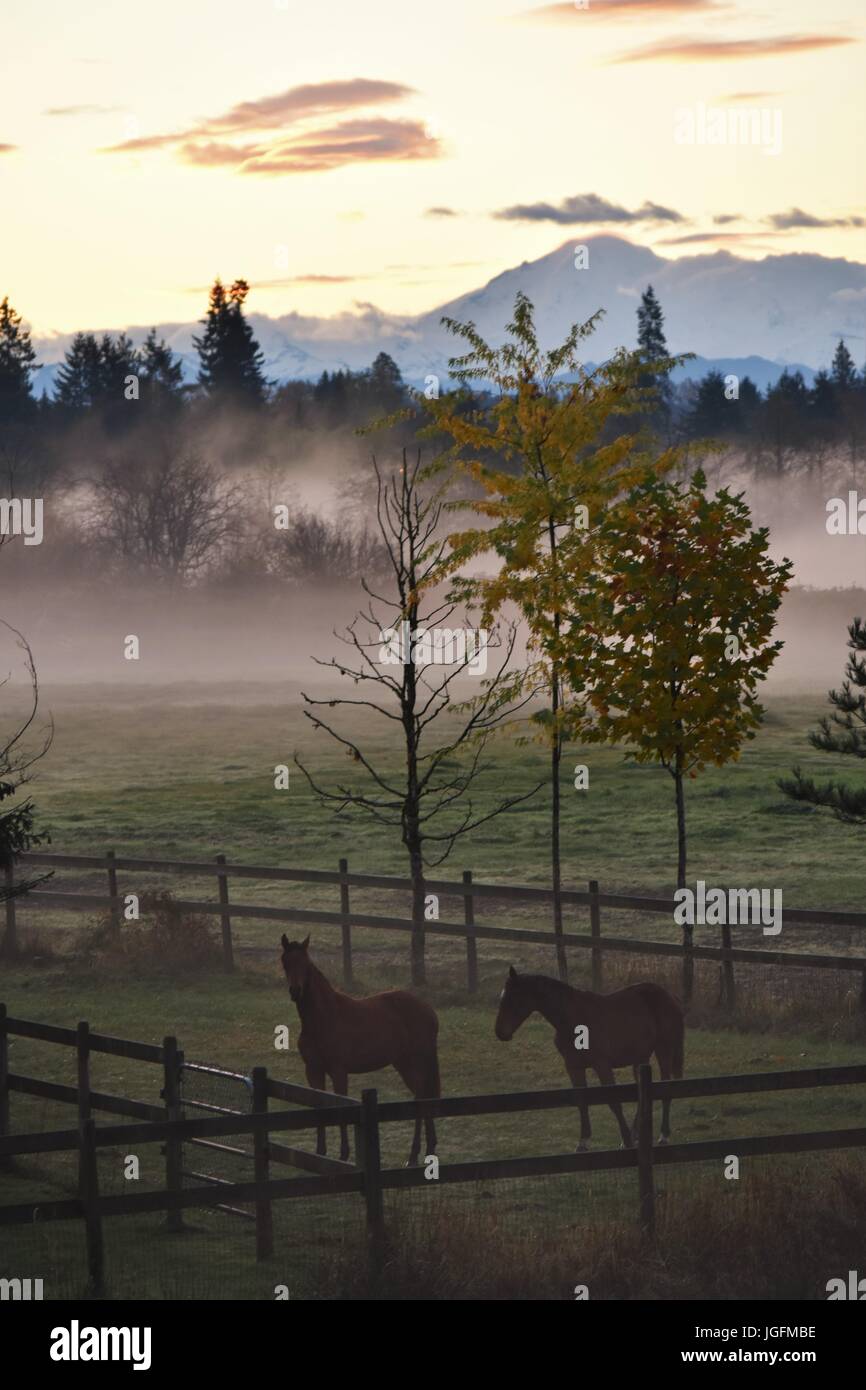 Horses in a misty field Stock Photo